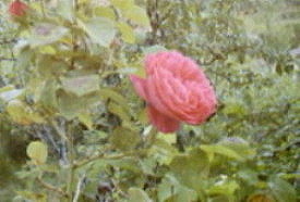 rosa